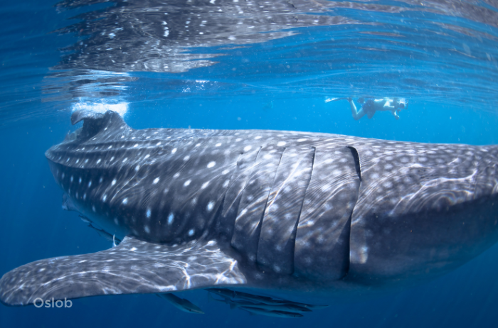 Skip Trip to Oslob (Whaleshark Encounter)